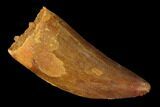 Serrated, Carcharodontosaurus Tooth - Real Dinosaur Tooth #145712-1